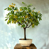 Cassia Glauca Bonsai Tree (Flowering)