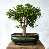 Ligustrum\Privet Bonsai Tree