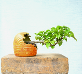 Bougainvillea Bonsai Tree Semi-Cascade Style