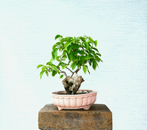 Bougainville Bonsai Tree