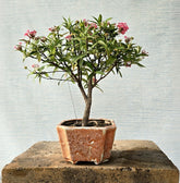 Swamp Milkweed Bonsai (Flowering)