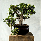 Ficus Bonsai Tree (Cascade Style)