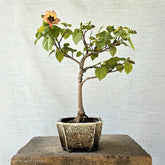 Sea Hibiscus Bonsai Tree
