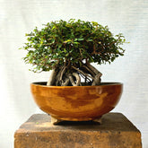 Fukien Tea Bonsai