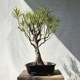Nerium Oleander aka Kanair Bonsai Tree