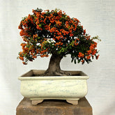Pyracantha Bonsai Tree (Flowering & Fruiting)