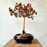 Chinese Hat Bonsai Tree