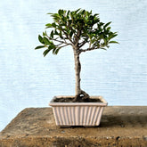 Ficus Bonsai Tree