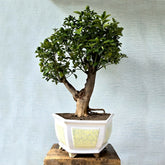kumquat Bonsai Tree