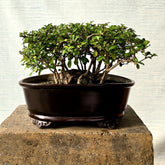Fukien Tea Bonsai Tree