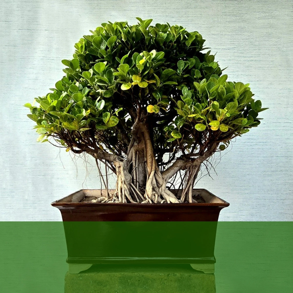 Lones Bonsai