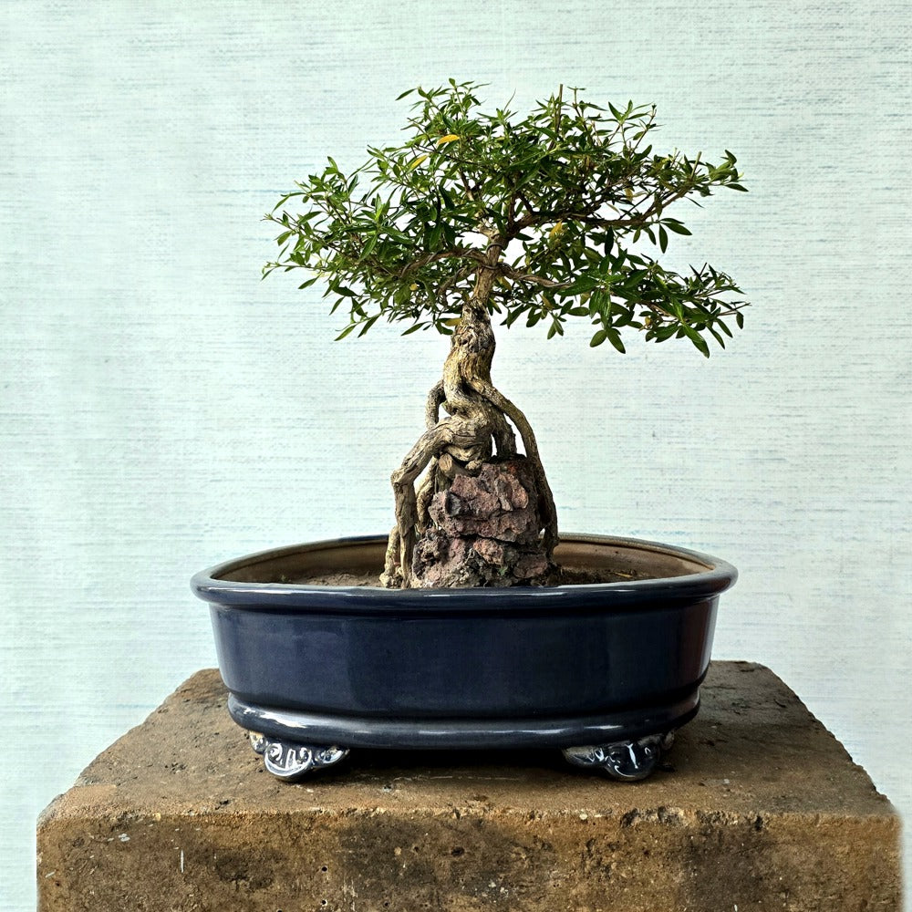 Snow rose aka Serissa Bonsai Tree (Flowering)