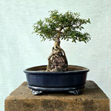 Snow rose aka Serissa Bonsai Tree (Flowering)