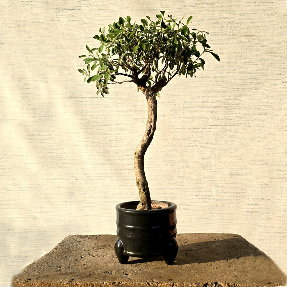 Texas Sage Bonsai Tree