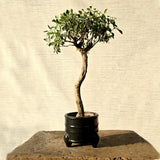 Texas Sage Bonsai Tree