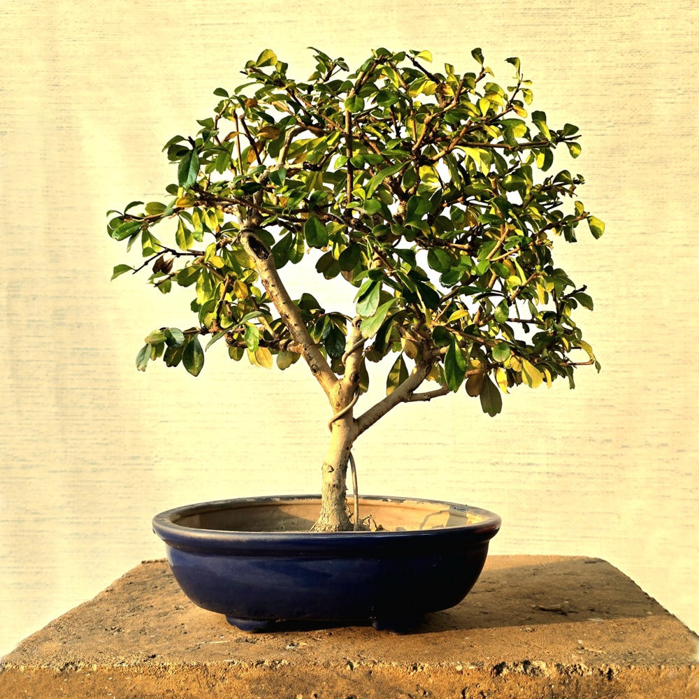 Fukien Tea Bonsai Tree
