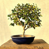 Fukien Tea Bonsai Tree