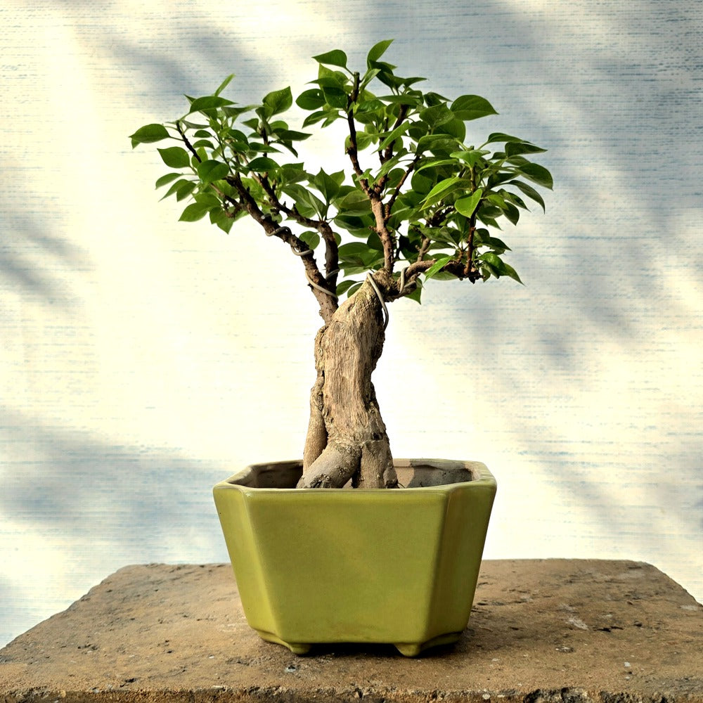 Bougainvillea Pixie Bonsai Tree (Flowering)