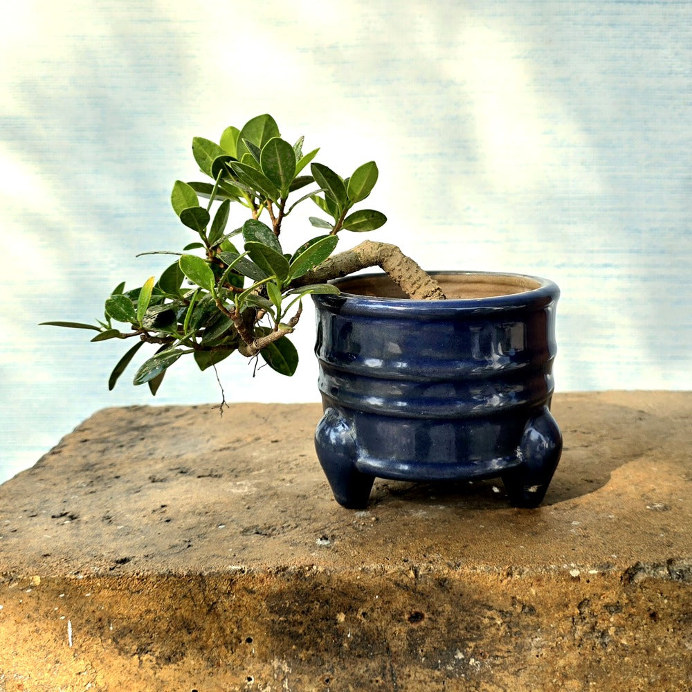 Ficus Long Island Bonsai Cascade Style