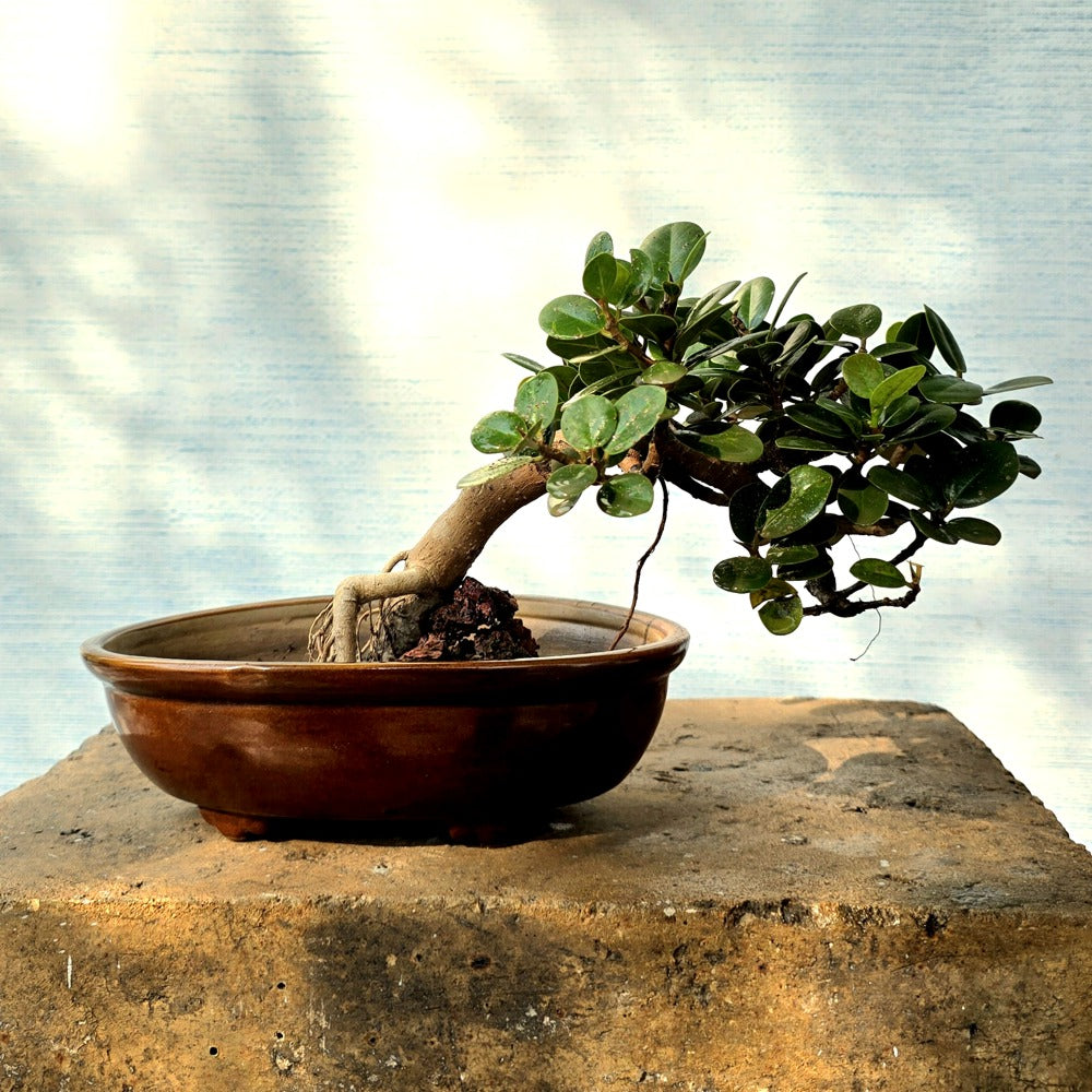 Ficus Bonsai Tree