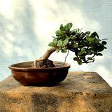 Ficus Bonsai Tree