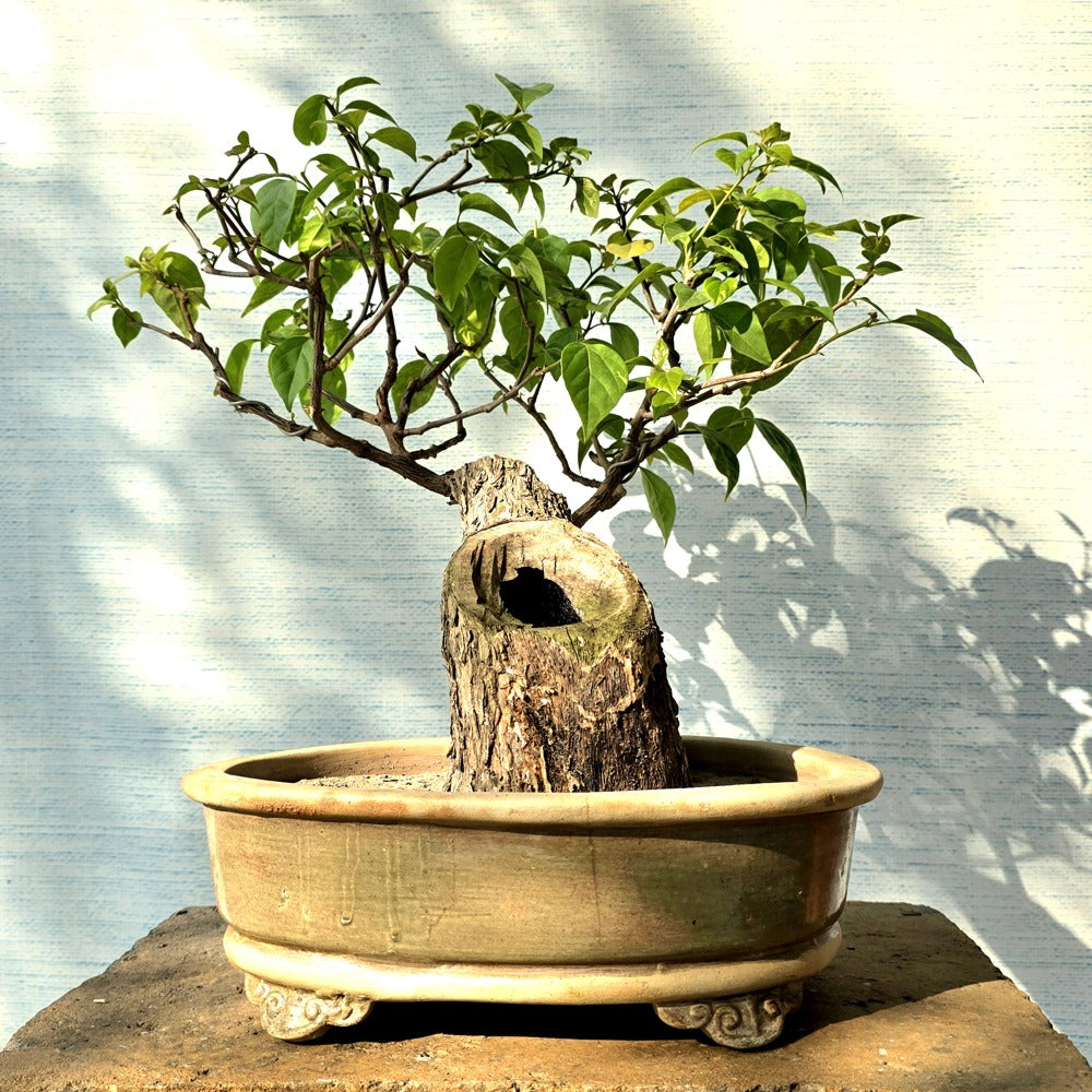 Bougainvillea Bonsai Tree