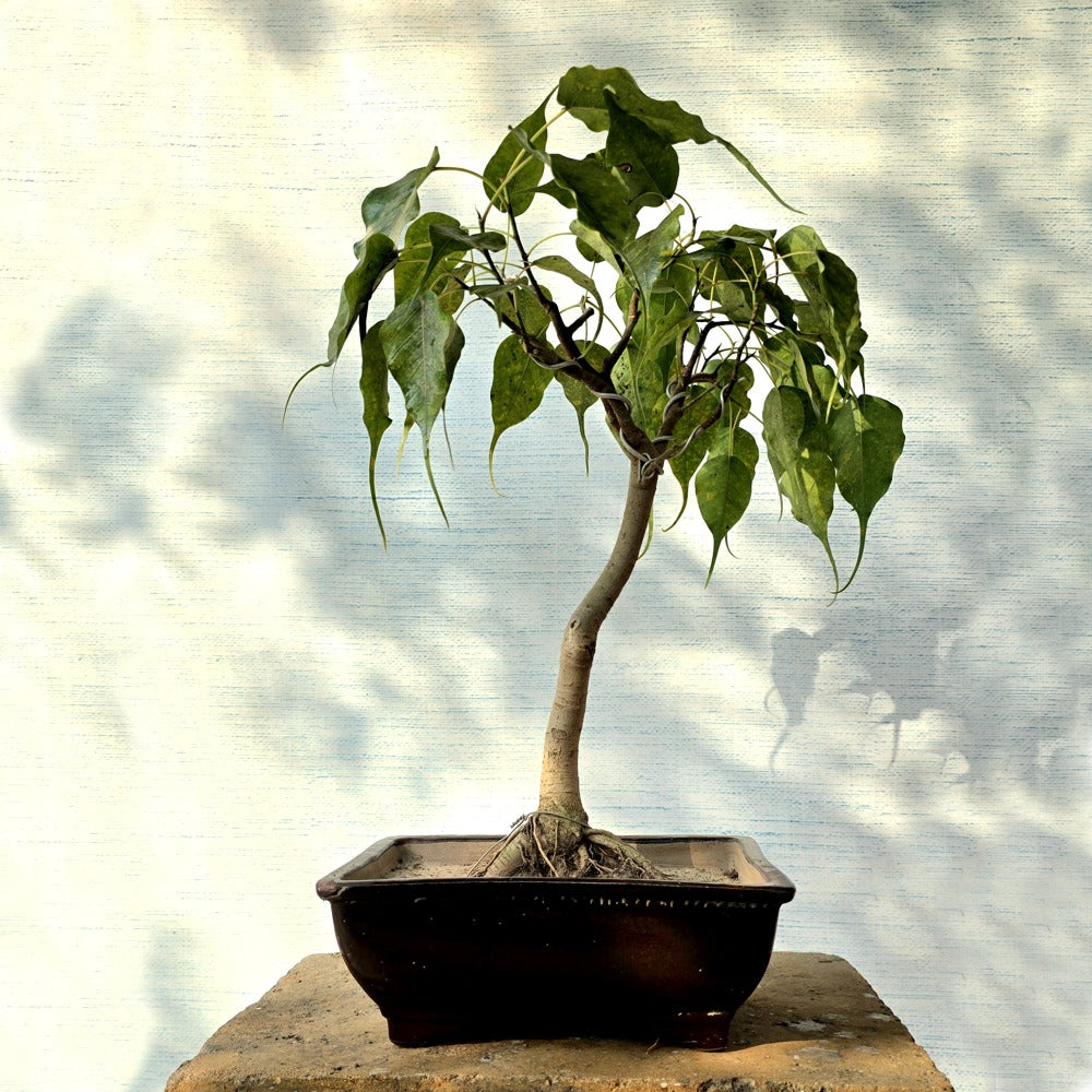 Ficus Religiosa Aka Peepal Bonsai Tree