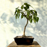 Ficus Religiosa Aka Peepal Bonsai Tree