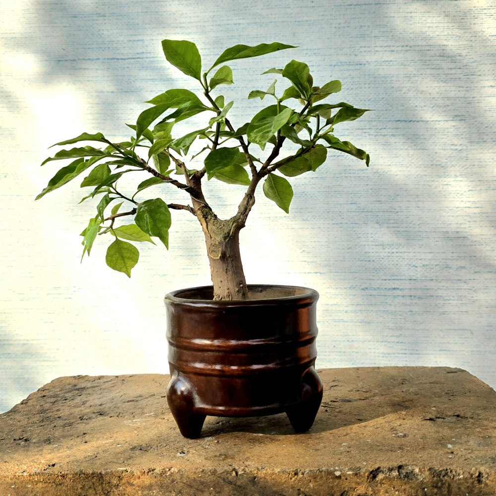 Bougainvillea Bonsai Tree