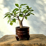 Bougainvillea Bonsai Tree