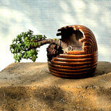 Jade Bonsai Tree Semi-Cascade Style