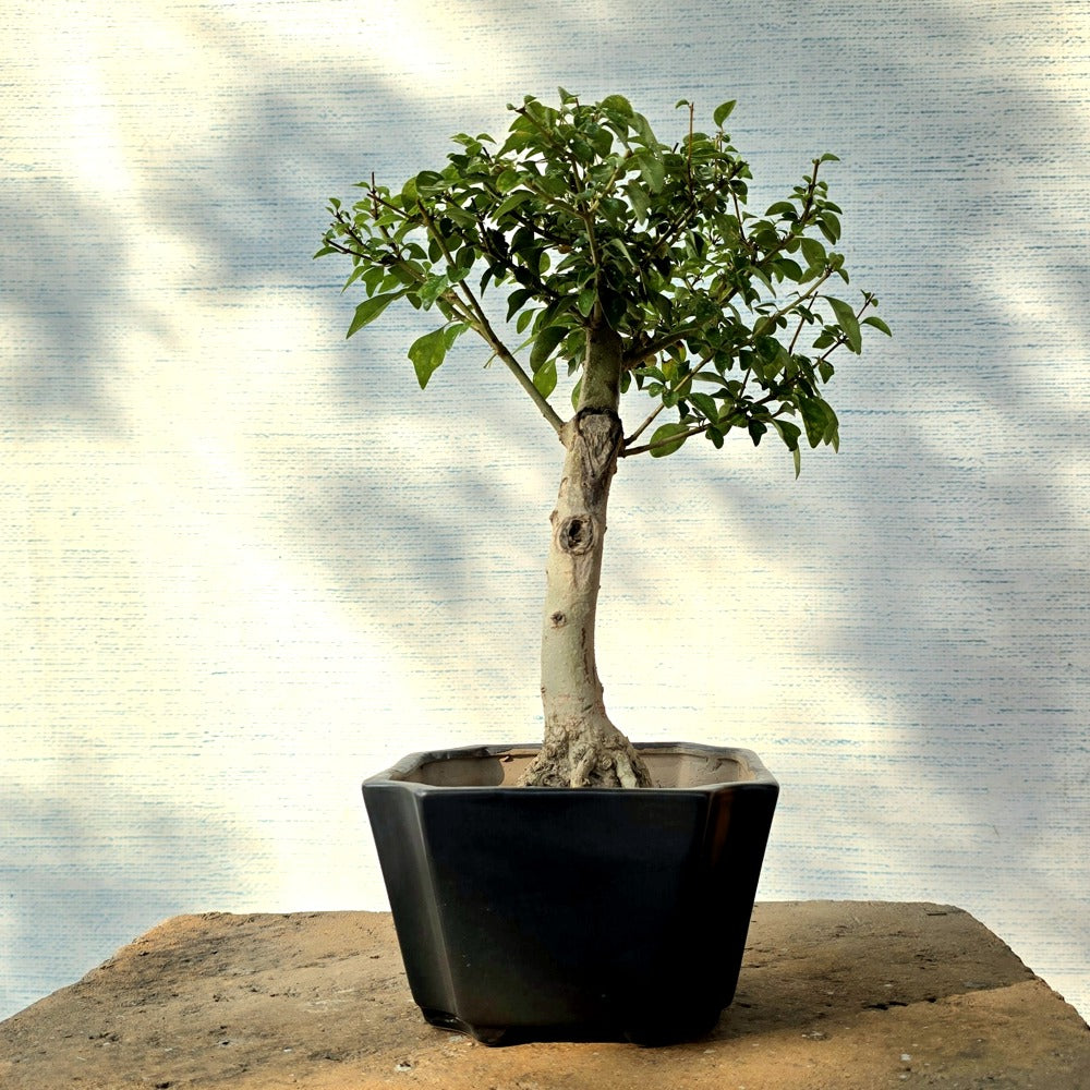 Duranta Bonsai Tree