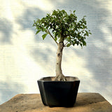 Duranta Bonsai Tree