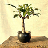 Pilkhan Bonsai Tree