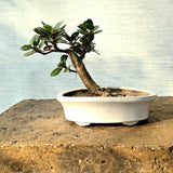 Ficus Bonsai Tree