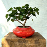 Sea Hibiscus Tree