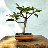 Pilkhan (Ficus Virens) Bonsai