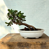 Ficus Bonsai Tree Slanting Style