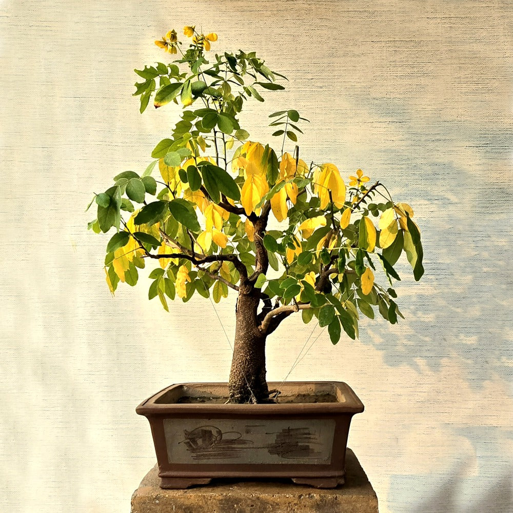 Bahama Cassia Bonsai Tree (Flowering)
