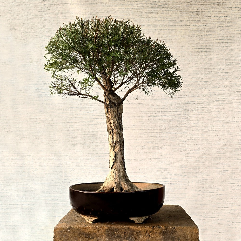 Melaleuca Bonsai Tree