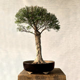 Melaleuca Bonsai Tree