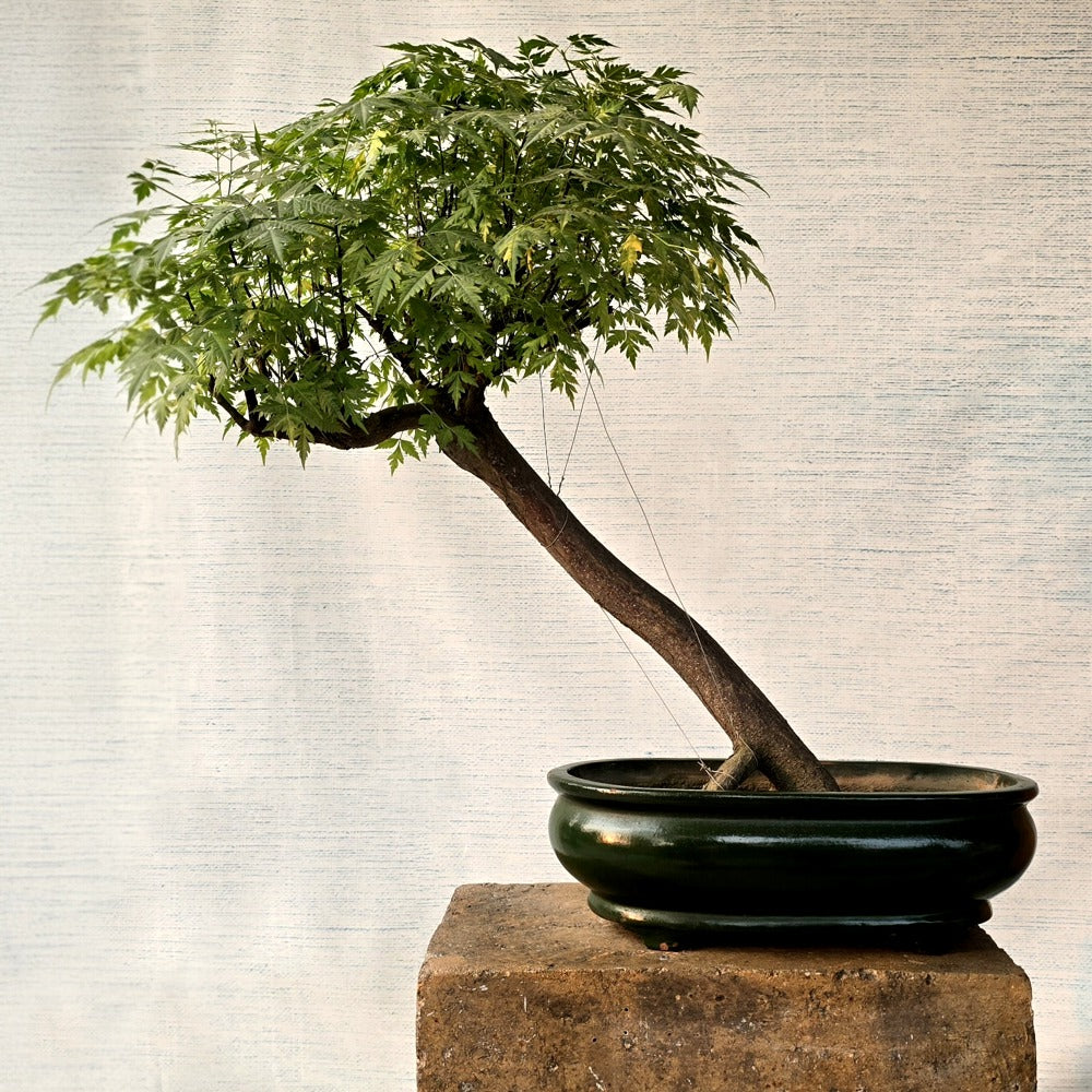 Chinaberry Bonsai Tree (Flowering)