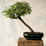 Chinaberry Bonsai Tree (Flowering)