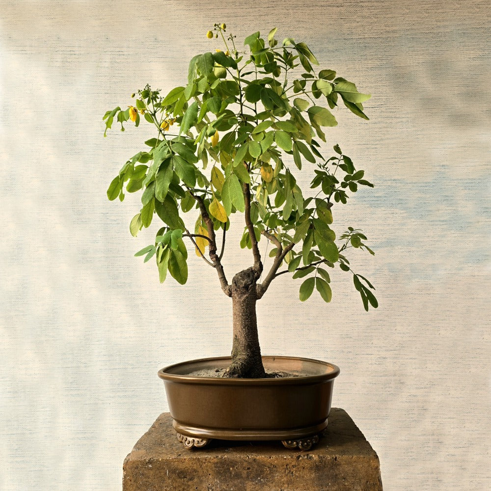 Cassia Glauca Bonsai Tree (Flowering)