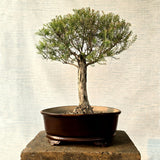 Melaleuca Bonsai Tree