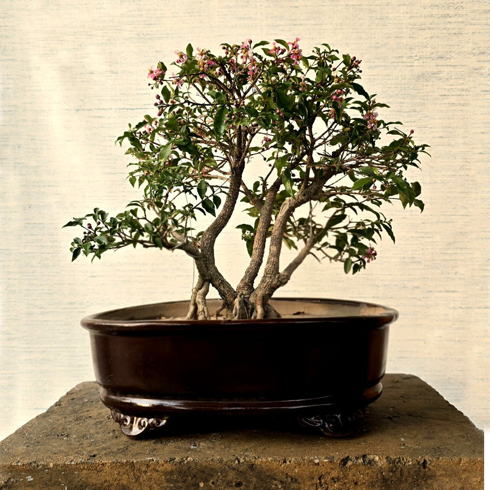 Malpighia Bonsai Tree