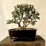 Malpighia Bonsai Tree