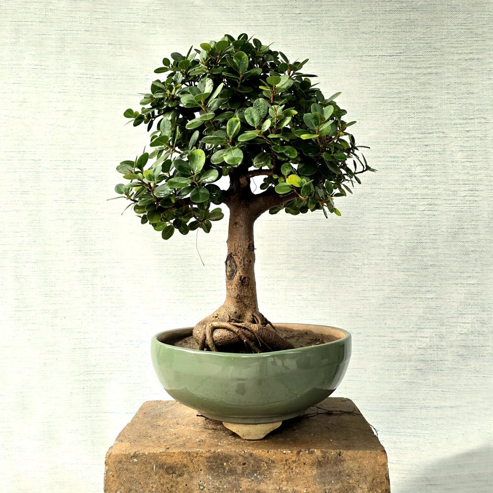 Ficus Bonsai Tree