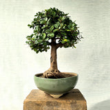 Ficus Bonsai Tree