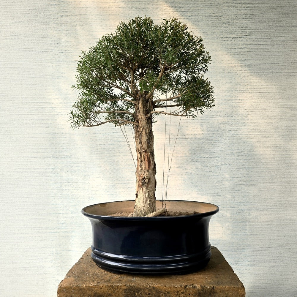 Melaleuca Bonsai Tree